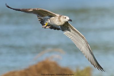 R6II4179-Pontische meeuw.jpg