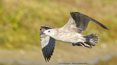 R6II4240-Pontische meeuw.jpg