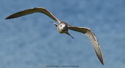 R6II4283-Pontische meeuw.jpg