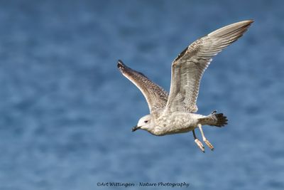 R6II4426-Pontische meeuw.jpg