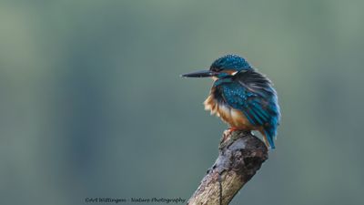 IJsvogel / Common Kingfisher