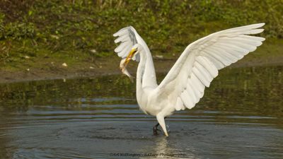 Egretta Alba / Grote Zilverreiger / Great White Heron