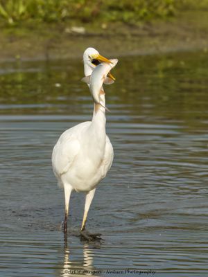 Egretta Alba / Grote Zilverreiger / Great White Heron
