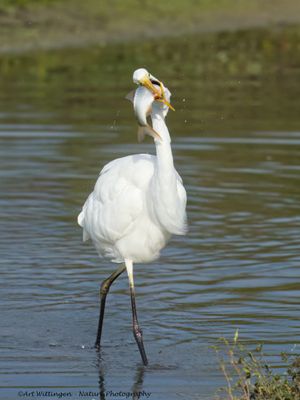 Egretta Alba / Grote Zilverreiger / Great White Heron