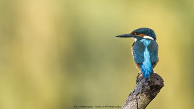 IJsvogel / Common Kingfisher