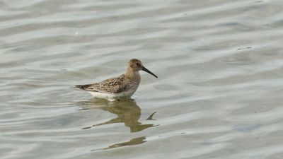 Bonte Strandloper / Dunlin