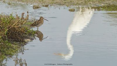 Watersnip / Snipe