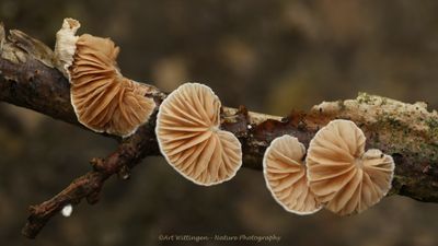 Mushrooms