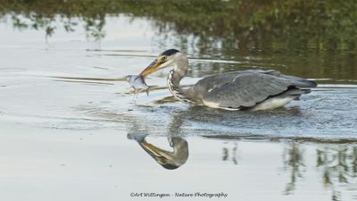 Blauwe Reiger / Grey Heron