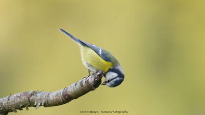 Cyanistes caeruleus / Pimpelmees / Blue Tit