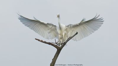 Grote Zilverreiger / Great White Heron