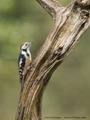 Middelste Bonte Specht / Middle Spotted Woodpecker