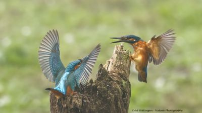 IJsvogel / Common Kingfisher