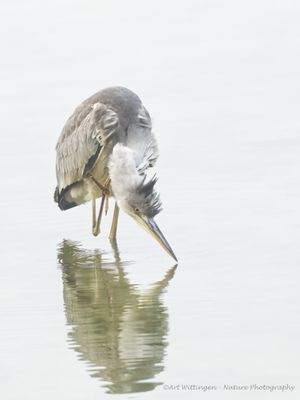 Blauwe Reiger / Grey Heron