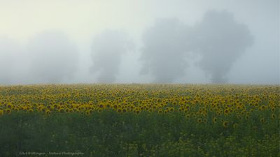 R6II7155-R6II7157 Zonnebloemen en mist.jpg