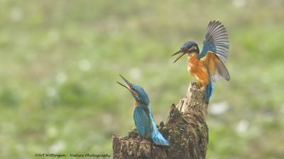 IJsvogel / Common Kingfisher