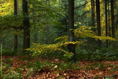 R6II0140-R6II0143 Herfst Beukenbos.jpg