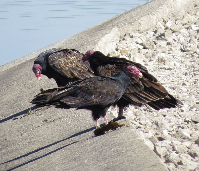Turkey Vulture