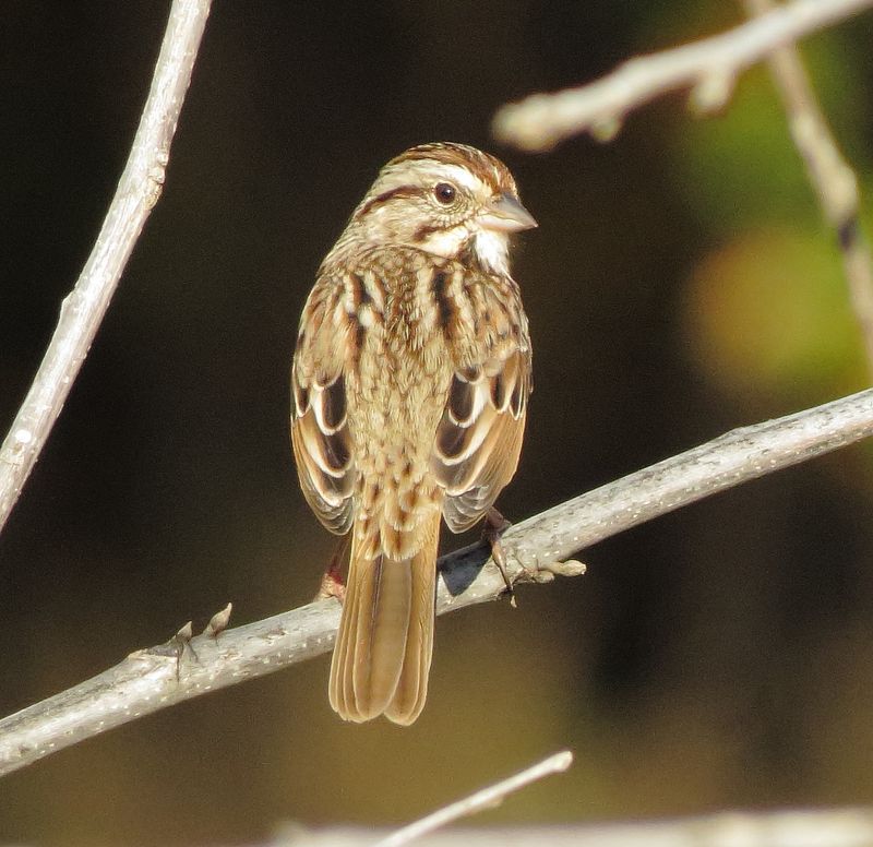 Song Sparrow