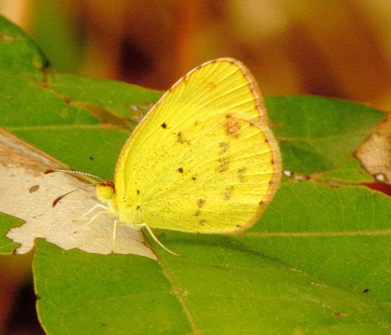 Little Yellow