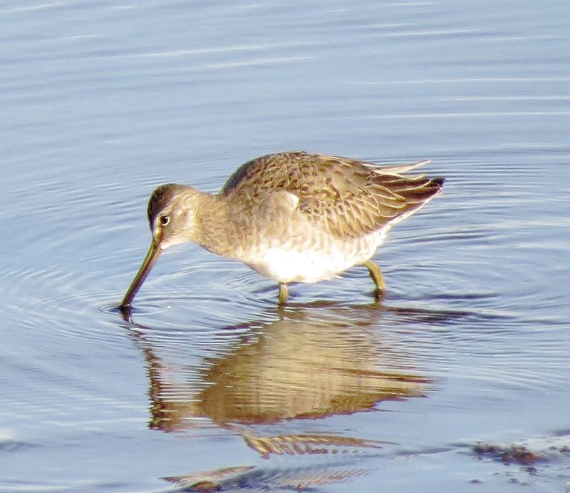 Long-Billed Dowitcher