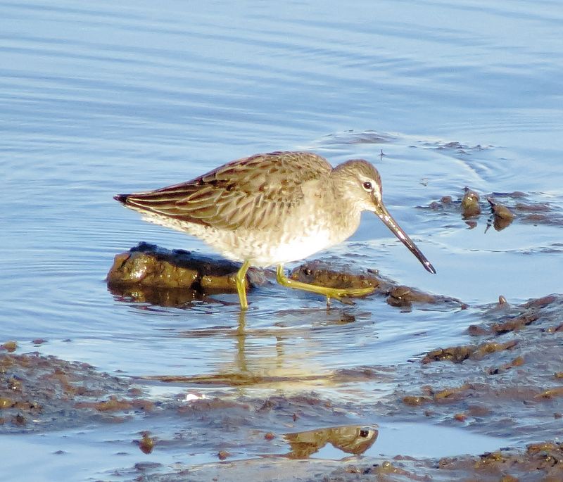 Long-Billed Dowitcher