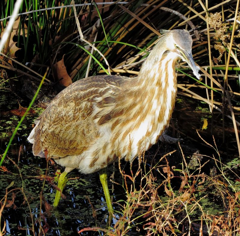 American Bittern