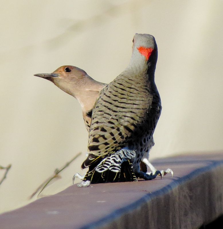 Northern Flicker