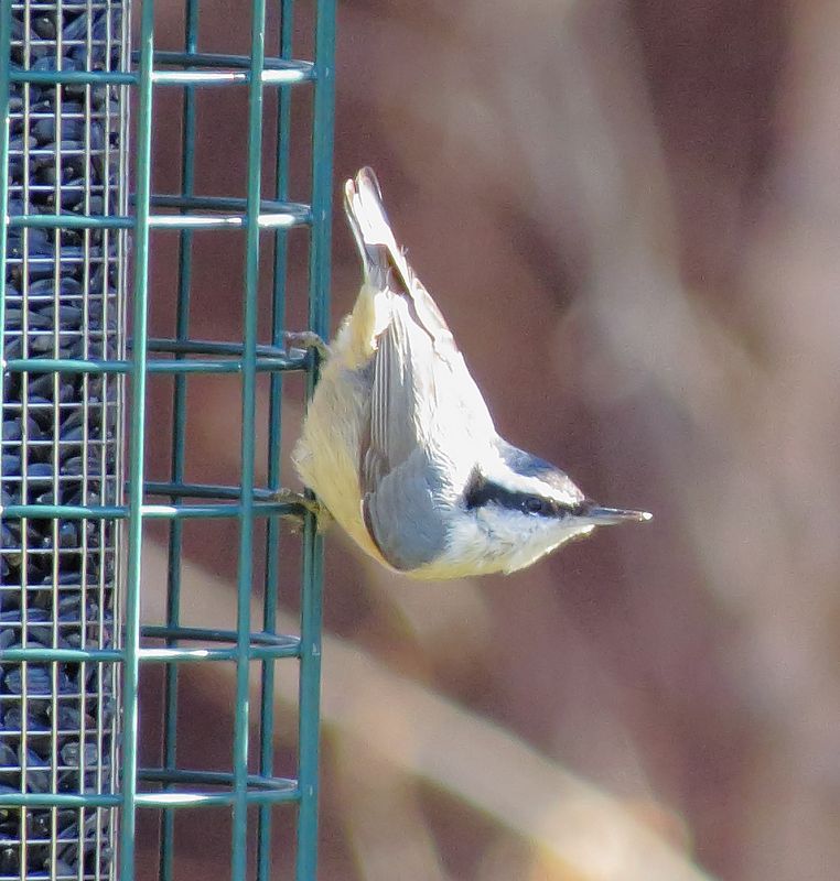 Red-Breasted Nuthatch