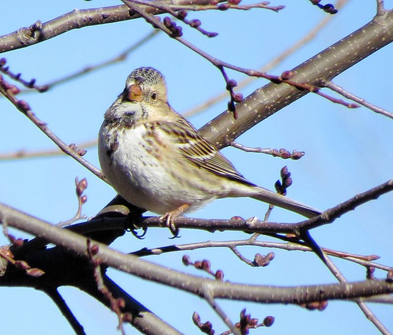 Harriss Sparrow