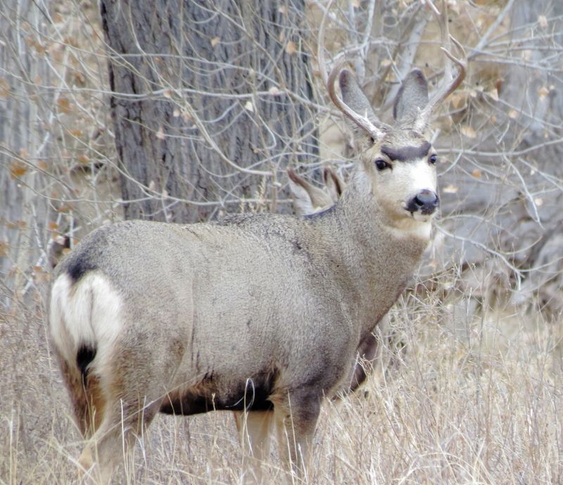 Mule Deer