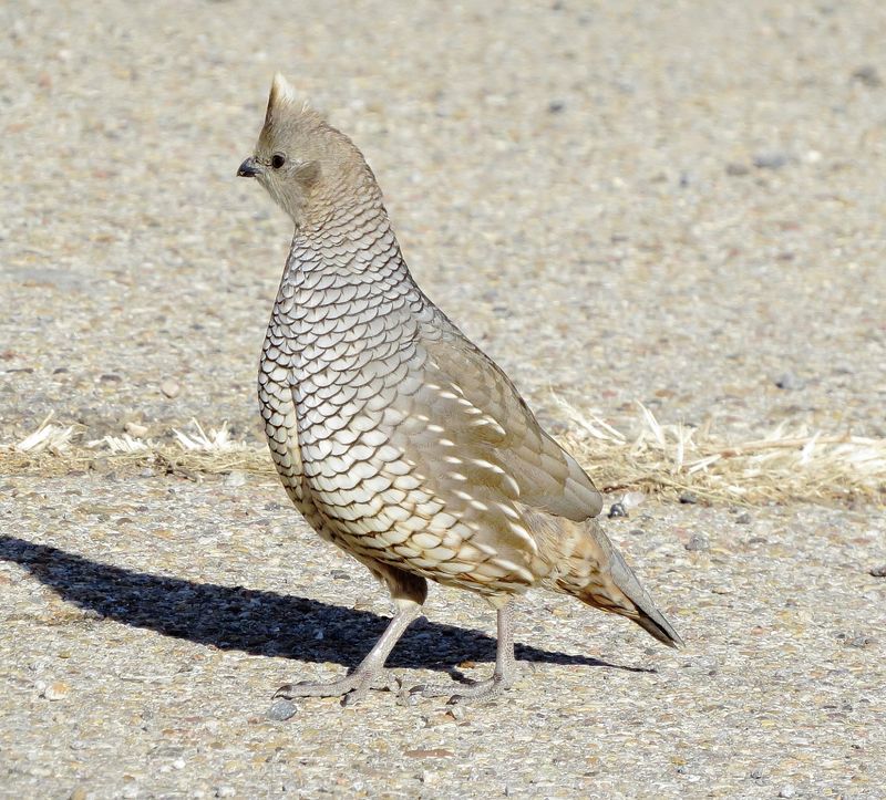 Scaled Quail