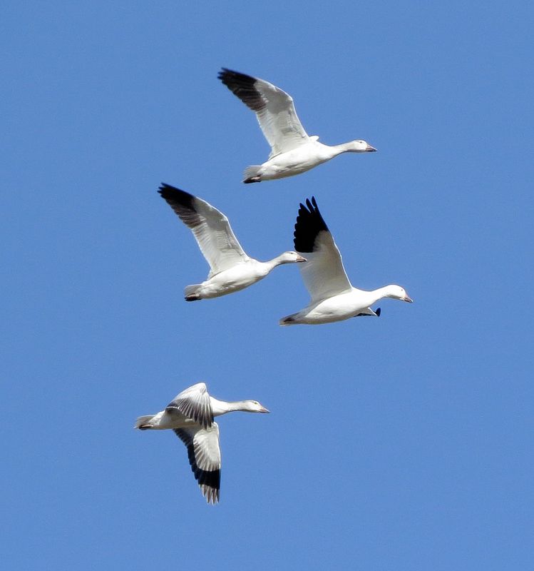 Snow Goose