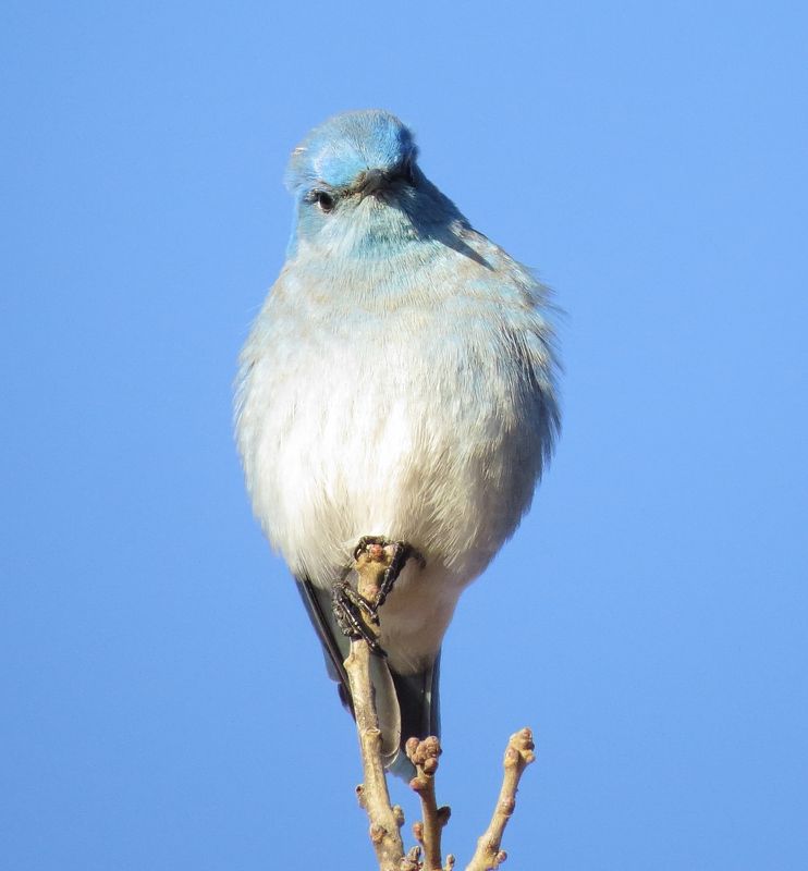 Mountain Bluebird