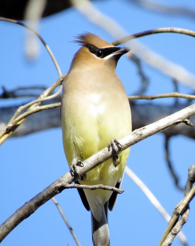 Cedar Waxwing