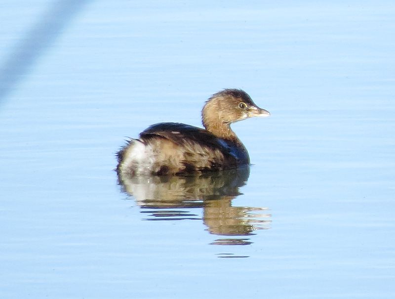 Pied-Billed Grebe