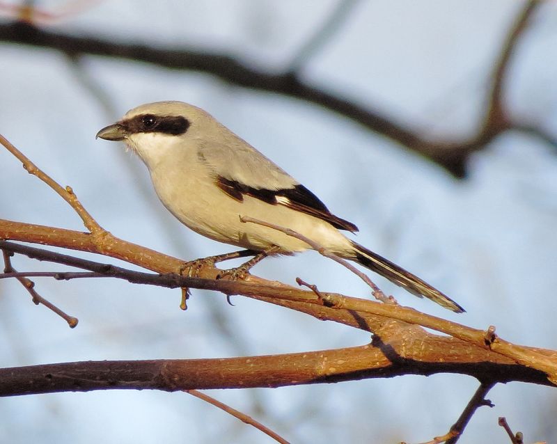 Loggerhead Shrike