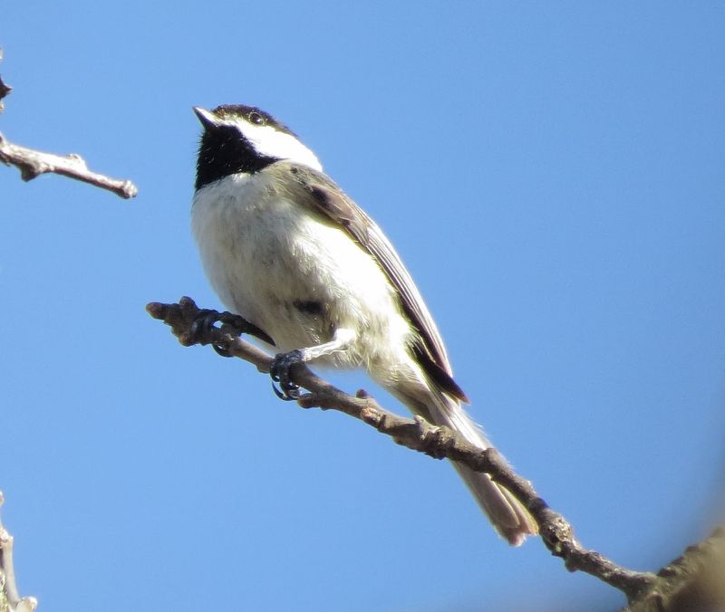 Carolina Chickadee