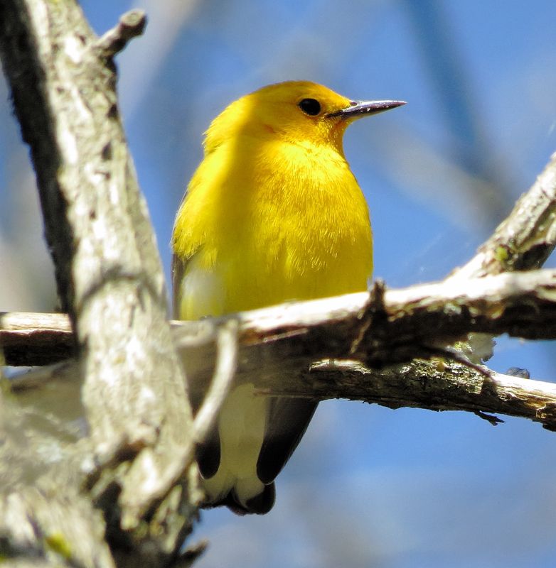 Prothonotary Warbler