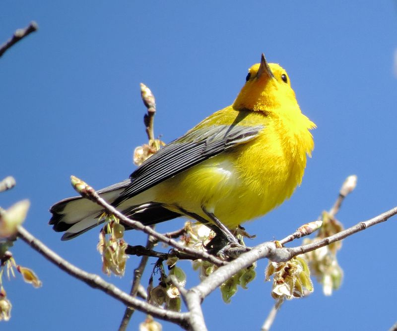 Prothonotary Warbler