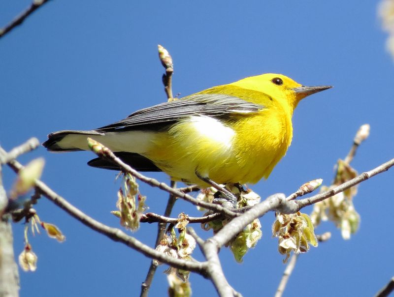 Prothonotary Warbler