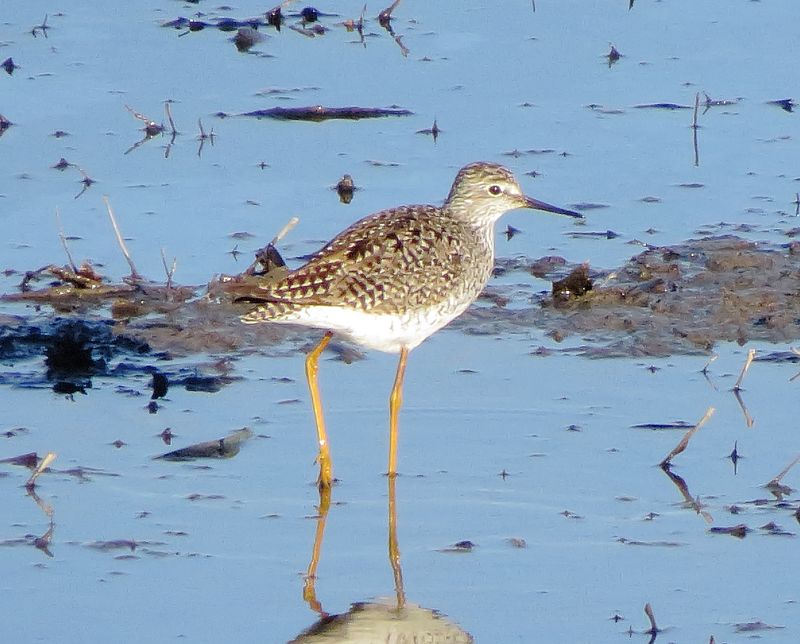 Lesser Yellowlegs