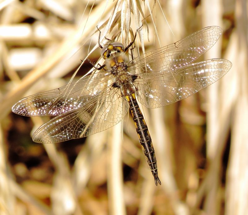 Baskettail Species