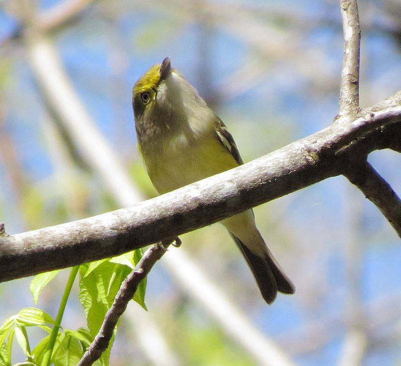 White-Eyed Vireo