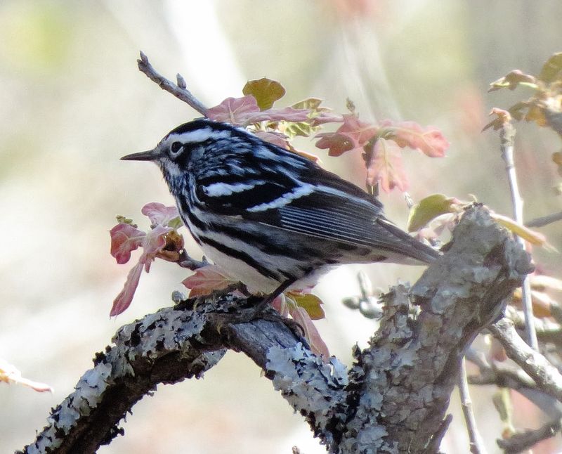 Black & White Warbler