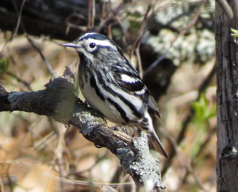 Black & White Warbler