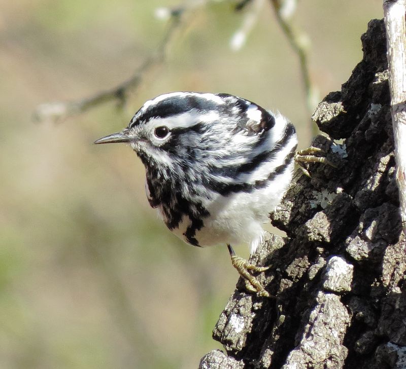 Black & White Warbler