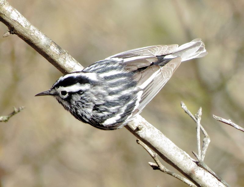 Black & White Warbler