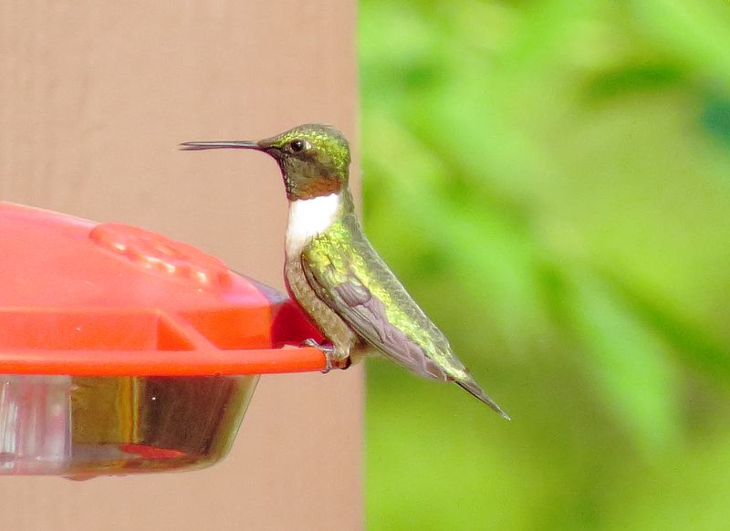 Ruby-Throated Hummingbird