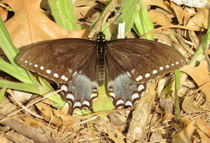 Spicebush Swallowtail